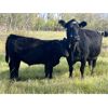 Image 3 : HLRC Ltd. - 610# Steer Calves - 100 Head (Halkirk, AB)