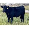 Image 4 : HLRC Ltd. - 610# Steer Calves - 100 Head (Halkirk, AB)