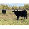 Image 5 : HLRC Ltd. - 610# Steer Calves - 100 Head (Halkirk, AB)