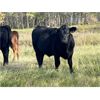 Image 6 : HLRC Ltd. - 610# Steer Calves - 100 Head (Halkirk, AB)