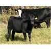 Image 2 : HLRC Ltd. - 515# Heifer Calves - 115 Head (Halkirk, AB)