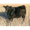 Image 2 : Brian Martin - 525# Heifer Calves - 50 Head (Regina, SK)