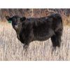 Image 3 : Brian Martin - 525# Heifer Calves - 50 Head (Regina, SK)
