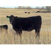 Image 5 : Brian Martin - 525# Heifer Calves - 50 Head (Regina, SK)