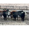 Image 3 : Frolek Cattle Co. - 960# Spayed Heifers - 95 Head (Knutsford, BC)