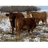 Image 4 : Sande Cattle Company - 620# Replacement Heifers - 50 Head (Olds, AB)