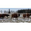 Image 6 : Sande Cattle Company - 620# Replacement Heifers - 50 Head (Olds, AB)