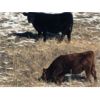 Image 5 : Castleland Ranch Corp. - 450# Heifer Calves - 50 Head (Beechy, SK)