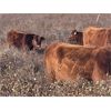 Image 6 : Castleland Ranch Corp. - 450# Heifer Calves - 50 Head (Beechy, SK)