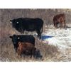 Image 2 : Castleland Ranch Corp. - 430# Steer Calves - 50 Head (Beechy, SK)