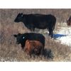 Image 3 : Castleland Ranch Corp. - 430# Steer Calves - 50 Head (Beechy, SK)