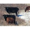 Image 4 : Castleland Ranch Corp. - 430# Steer Calves - 50 Head (Beechy, SK)