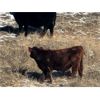 Image 5 : Castleland Ranch Corp. - 430# Steer Calves - 50 Head (Beechy, SK)
