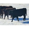 Image 6 : Castleland Ranch Corp. - 430# Steer Calves - 50 Head (Beechy, SK)