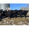 Image 2 : Daryk & Bonnie Simonson - 900# Yearling Heifers - 25 Head (Dinsmore, SK) VBP+