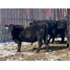 Image 4 : Daryk & Bonnie Simonson - 900# Yearling Heifers - 25 Head (Dinsmore, SK) VBP+