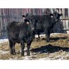 Image 6 : Daryk & Bonnie Simonson - 900# Yearling Heifers - 25 Head (Dinsmore, SK) VBP+