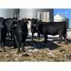 Image 7 : Daryk & Bonnie Simonson - 900# Yearling Heifers - 25 Head (Dinsmore, SK) VBP+