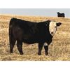 Image 2 : Lake Thelma Farms - 600# Steer Calves - 90 Head (Coronation, AB)