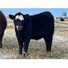 Image 3 : Lake Thelma Farms - 600# Steer Calves - 90 Head (Coronation, AB)