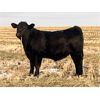 Image 5 : Lake Thelma Farms - 600# Steer Calves - 90 Head (Coronation, AB)