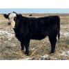Image 4 : Lake Thelma Farms - 500# Steer Calves - 50 Head (Coronation, AB)
