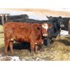 Image 3 : Sheldon Orban - 1350# Cows - 36 Head (Cupar, SK)
