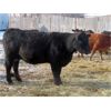 Image 5 : Sheldon Orban - 1350# Cows - 36 Head (Cupar, SK)