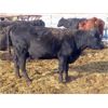Image 6 : Sheldon Orban - 1350# Cows - 36 Head (Cupar, SK)