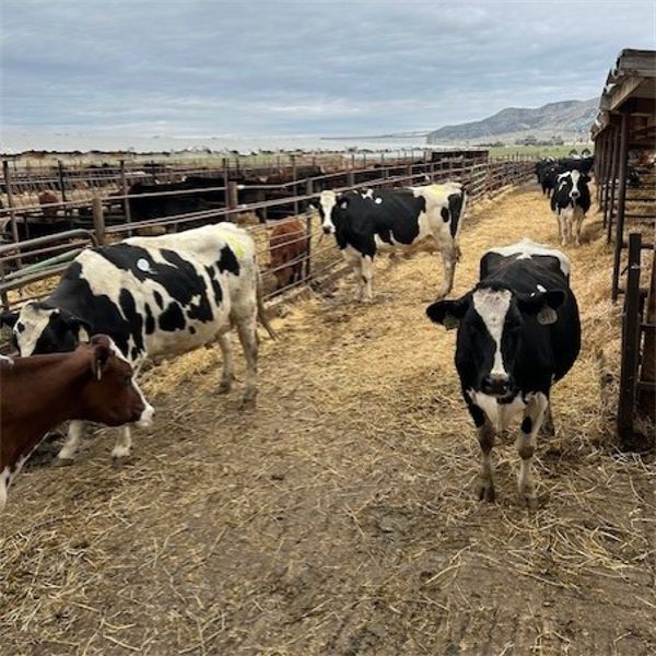 Idaho Dairies/Ranches - 38 Cows & 1 Bull (Burley, ID)