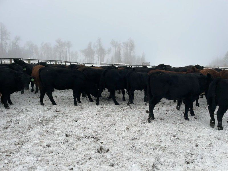 North Slope Cattle Company 940 Yearling Heifers 65 Head