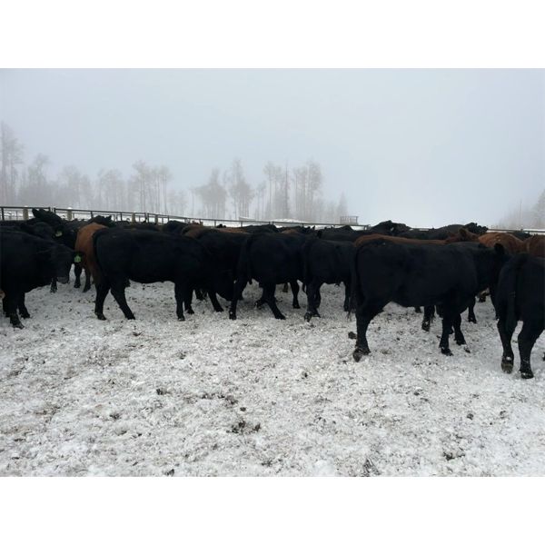 North Slope Cattle Company - 940# Yearling Heifers - 65 Head (Groundbirch, BC) VBP+