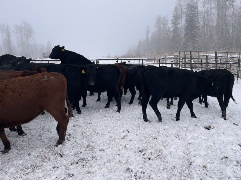 North Slope Cattle Company 940 Yearling Heifers 65 Head
