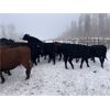 Image 2 : North Slope Cattle Company - 940# Yearling Heifers - 65 Head (Groundbirch, BC) VBP+