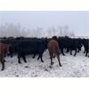 Image 3 : North Slope Cattle Company - 940# Yearling Heifers - 65 Head (Groundbirch, BC) VBP+