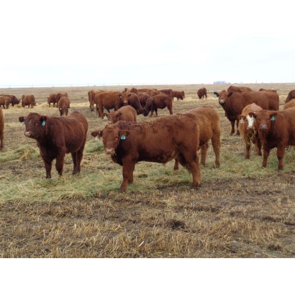 Fleming Bros. Livestock - 575# Steer Calves - 74 Head (Rainier, AB)
