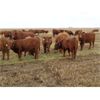 Image 3 : Fleming Bros. Livestock - 575# Steer Calves - 74 Head (Rainier, AB)