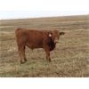 Image 4 : Fleming Bros. Livestock - 575# Steer Calves - 74 Head (Rainier, AB)