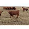 Image 5 : Fleming Bros. Livestock - 575# Steer Calves - 74 Head (Rainier, AB)