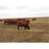 Image 6 : Fleming Bros. Livestock - 575# Steer Calves - 74 Head (Rainier, AB)