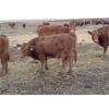 Image 7 : Fleming Bros. Livestock - 575# Steer Calves - 74 Head (Rainier, AB)