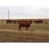 Image 8 : Fleming Bros. Livestock - 575# Steer Calves - 74 Head (Rainier, AB)