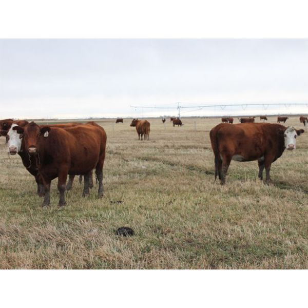McIntyre Ranch - 1400# Bred Cows - 37 Head (Picture Butte, AB)