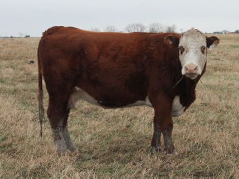 McIntyre Ranch 1400 Bred Cows 37 Head (Picture Butte, AB) Team