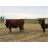 Image 4 : McIntyre Ranch - 1400# Bred Cows - 37 Head (Picture Butte, AB)