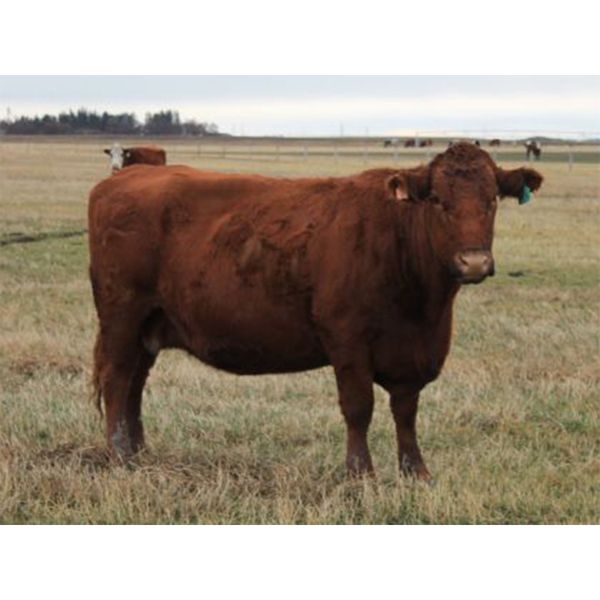McIntyre Ranch - 1400# Bred Cows - 37 Head (Picture Butte, AB)