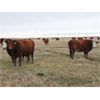 Image 5 : McIntyre Ranch - 1400# Bred Cows - 37 Head (Picture Butte, AB)