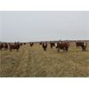 Image 7 : McIntyre Ranch - 1400# Bred Cows - 37 Head (Picture Butte, AB)
