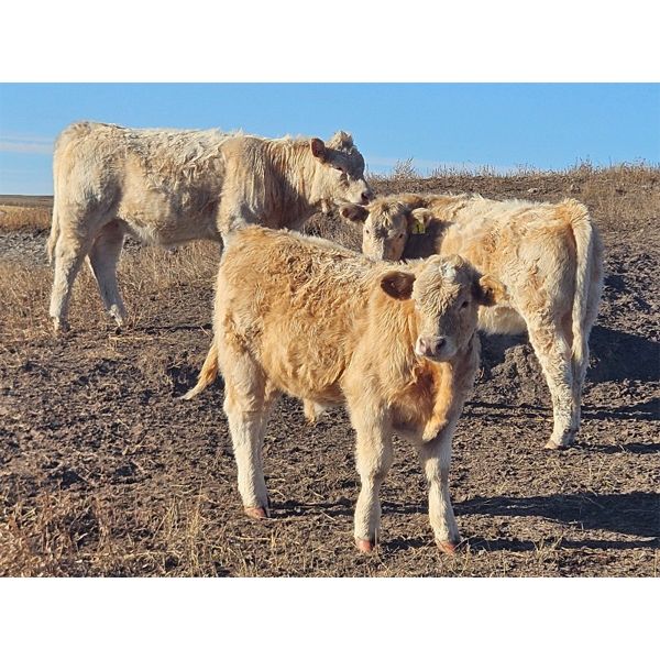 Blaine Dietz - 600# Steer Calves - 100 Head (Castor, AB)