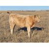 Image 6 : Blaine Dietz - 600# Steer Calves - 100 Head (Castor, AB)